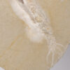 Positive and Negative Fossil Squid "Plesioteuthis" - Image 10