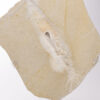 Positive and Negative Fossil Squid "Plesioteuthis" - Image 8
