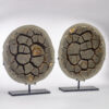 Pair of Calcite Septarian Nodule - Image 6