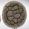 Pair of Calcite Septarian Nodule - Image 4