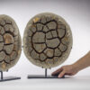 Pair of Calcite Septarian Nodule - Image 9