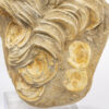 Fossilized Shark Vertebrae - Image 3