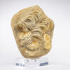 Fossilized Shark Vertebrae - Image 7