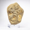 Fossilized Shark Vertebrae - Image 6