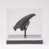 Fossil Sloth Claw