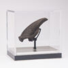 Fossil Sloth Claw - Image 6