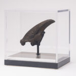 Fossil Sloth Claw - Image 4
