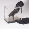 Fossil Sloth Claw - Image 7