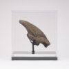 Fossil Sloth Claw