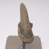 Fossil Sloth Claw - Image 2