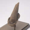 Fossil Sloth Claw - Image 6