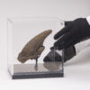 Fossil Sloth Claw - Image 12