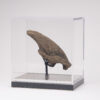 Fossil Sloth Claw - Image 10