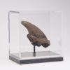 Fossil Sloth Claw - Image 9