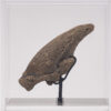 Fossil Sloth Claw - Image 8