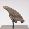 Fossil Sloth Claw - Image 4