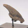 Fossil Sloth Claw - Image 7
