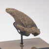 Fossil Sloth Claw - Image 3